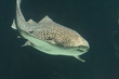 sand shark