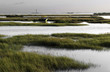 marshland at the thames estuary