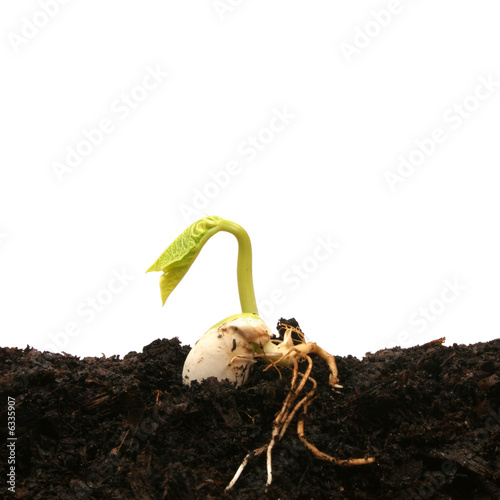 germination of seed. Germinating bean seed