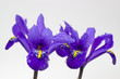 Iris mit Tautropfen