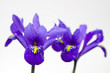 Iris mit Tautropfen