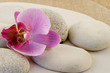 Orchidee mit Kieseln