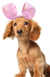 Easter bunny dachshund with a goofy expression.