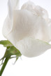 White Rose Profile