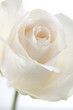 Top of White Rose