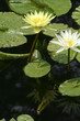 two water lillies