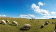 Sheep herd on mountain plateau pasture (Carpathian , Ukraine). 