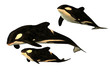 Killer whale Killer whale