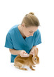 Woman vet giving a rabbit an injection