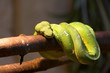 Snake
