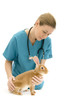 Vet giving rabbit a general examination
