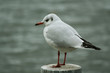 Photo en ligne au meilleur prix mouette