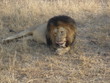 Lion03