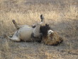 Lion01