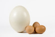 Ostrich egg and hen eggs. The size comparing.