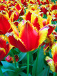 Tulip flowers
