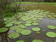 Victoria Lilly Pond
