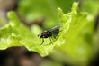Close-up of fly on leaf