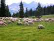 sheep grazing on the hilly meadow mountains in the background sheep grazing on the hilly meadow mountains in the background