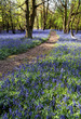 bluebells in wood green leaves trees behind