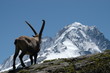 Bouquetin - massif du Mont Blanc