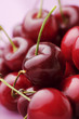 bunch of fresh,juicy, ripe cherries, shallow dof