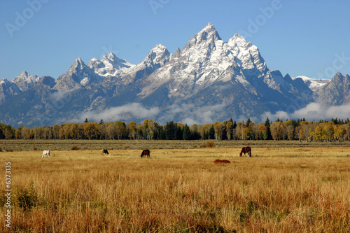 Many horses grazing below the Grand Tetons