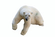 Eisbär