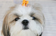 Cute white puppy with clips in its fur.