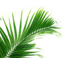 palme juvénile palme juvénile