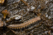 Closeup of a tiny centipede in soil