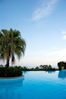 Palme am Pool