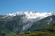 Bouquetins - massif du Mont Blanc
