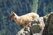 Jeune bouquetin - massif du Mont Blanc
