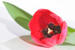 Rote Tulpe auf weissem Hintergrund