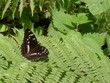 Purple Emperor (Apatura iris)
