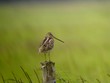 Common Snipe (Gallinago gallinago) Common Snipe (Gallinago gallinago)