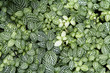 green leaves