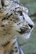 Snow Leopard