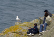 mouette