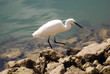 aigrette