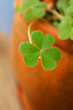Shamrocks growing in clay pot