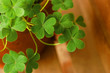 Shamrock growing in clay garden pot