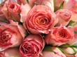 rosen