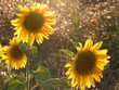 tournesols