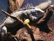 iguane