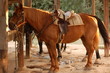cheval pret au depart cheval pret au depart