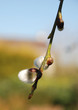 Pussy willow