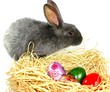 hase