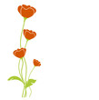 vecteur série - coquelicot de printemps vectoriel